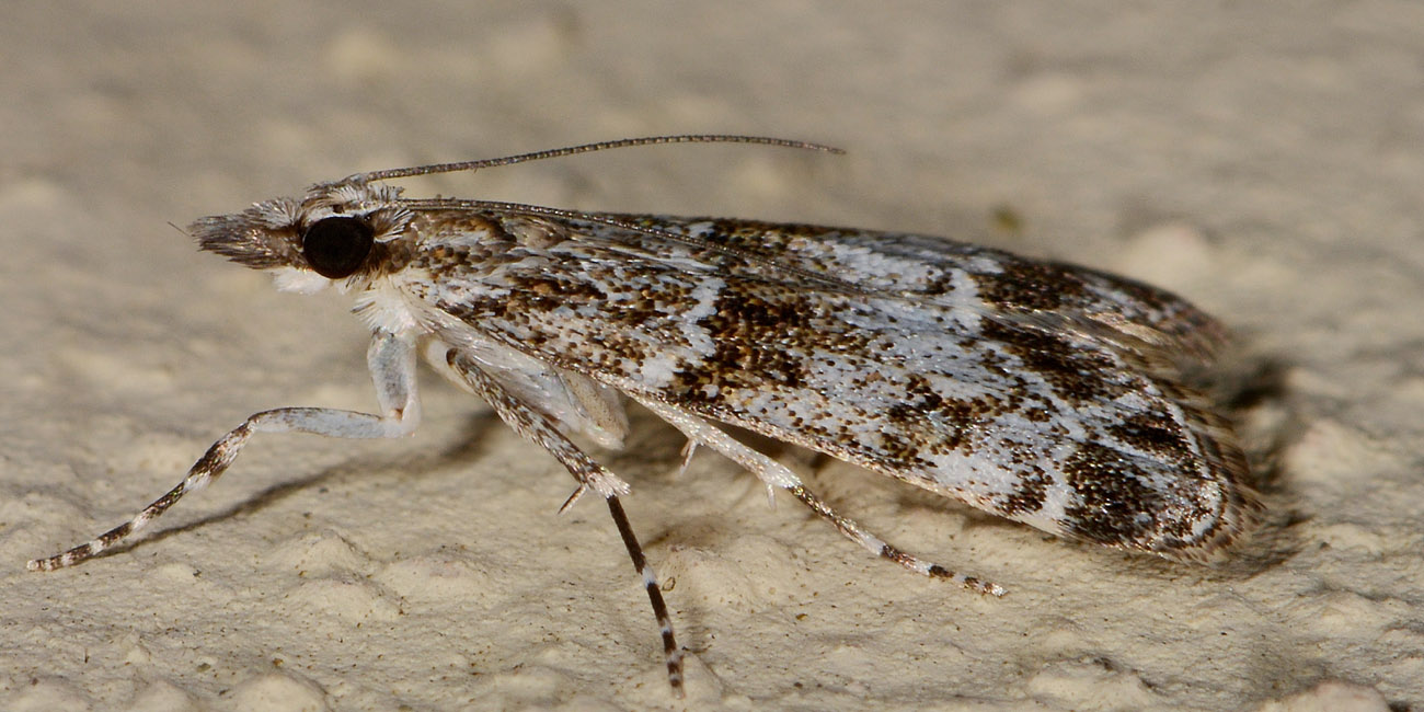 Crambidae - Eudonia mercurella